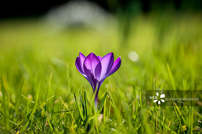 紫色番红花在田野上的特写图片素材