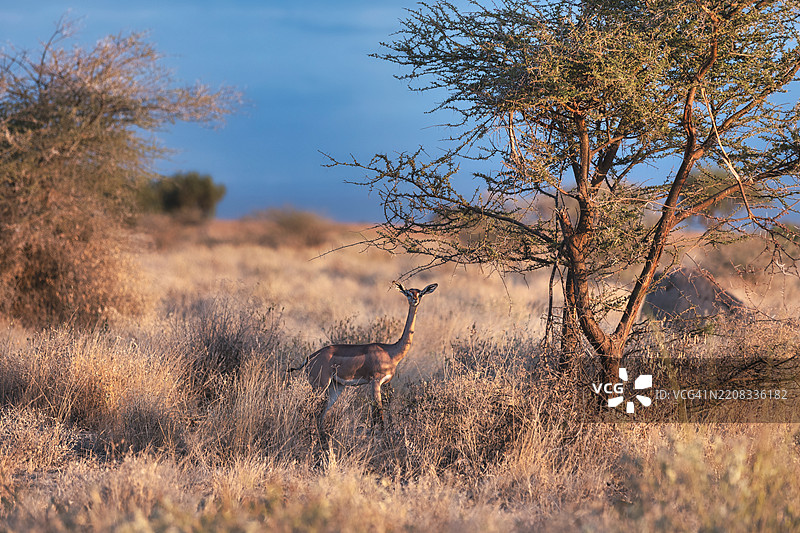 侧面视角的鹿站在田野中的植物之间图片素材