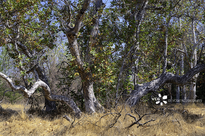 加利福尼亚州利弗莫尔的宁静悬铃木林公园，郁郁葱葱的树木和叶子展示， 美国图片素材
