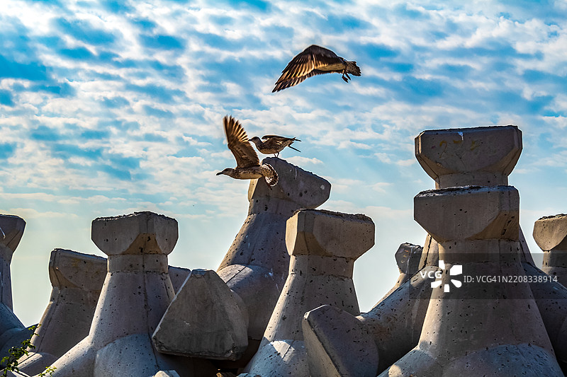 低角度视图的鸟在天空中飞翔图片素材