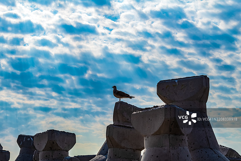 低角度视图的鸟栖息在岩石上，背景是天空图片素材