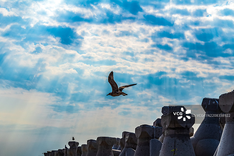 低角度视图的鸟在天空中飞翔图片素材