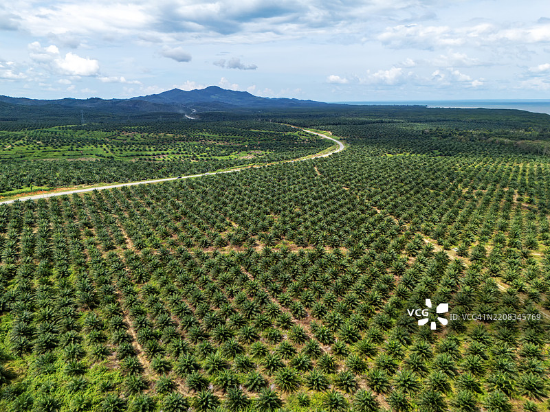 沙巴古达特的棕榈油种植园鸟瞰图图片素材