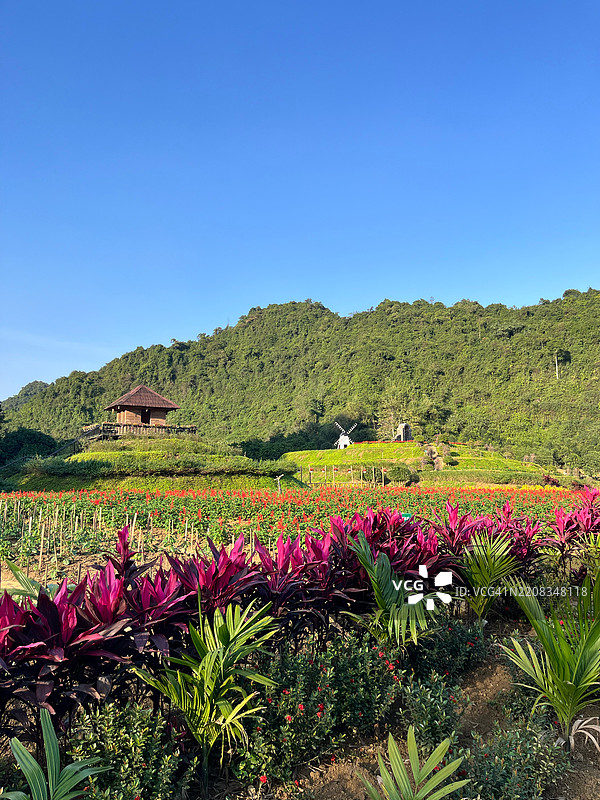 清澈蓝天下盛开的花卉植物美景，越南宁平的Hoa Lu图片素材