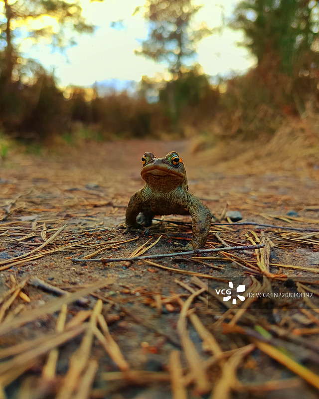 Close-up of frog on field图片素材