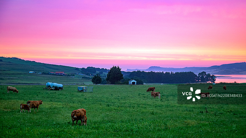一群羊图片素材