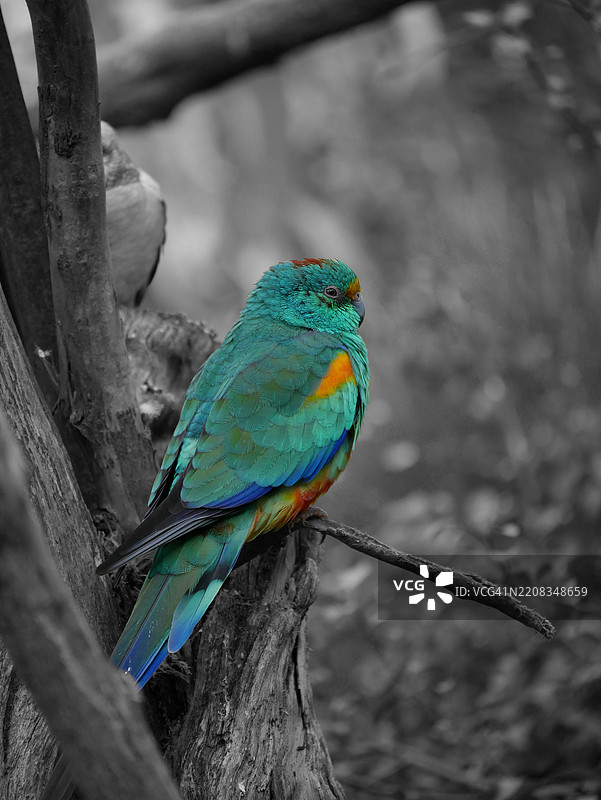 塔斯马尼亚，澳大利亚，一只鹦鹉栖息在树枝上的特写镜头图片素材