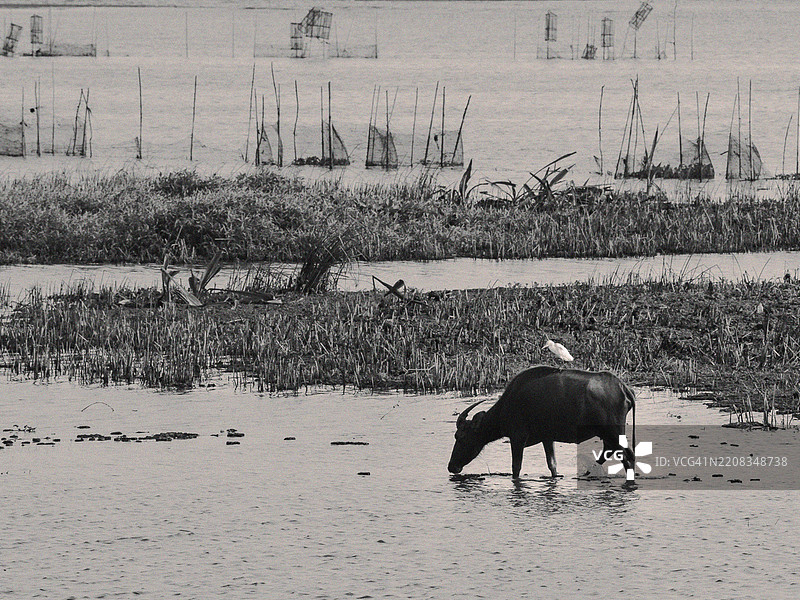 泰国帕塔隆的宽阔湿地风景图片素材