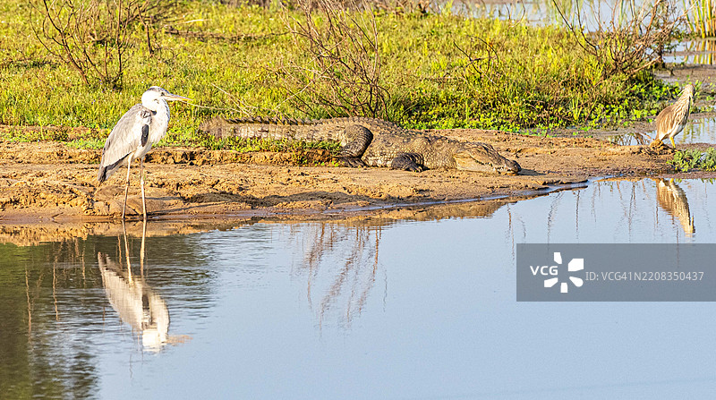 鸟从侧面飞过湖面图片素材