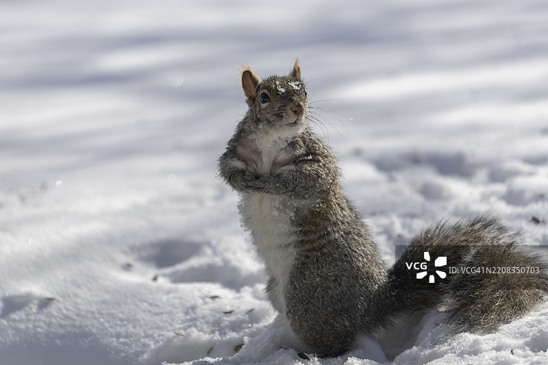 雪地上灰松鼠的特写镜头图片素材