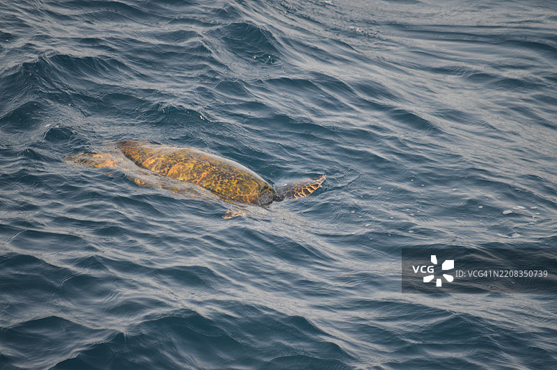 高角度视图的海豹在海中游泳图片素材