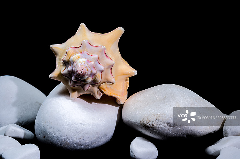美丽的布尔萨布丰尼亚海螺在黑色背景上，乌克兰图片素材