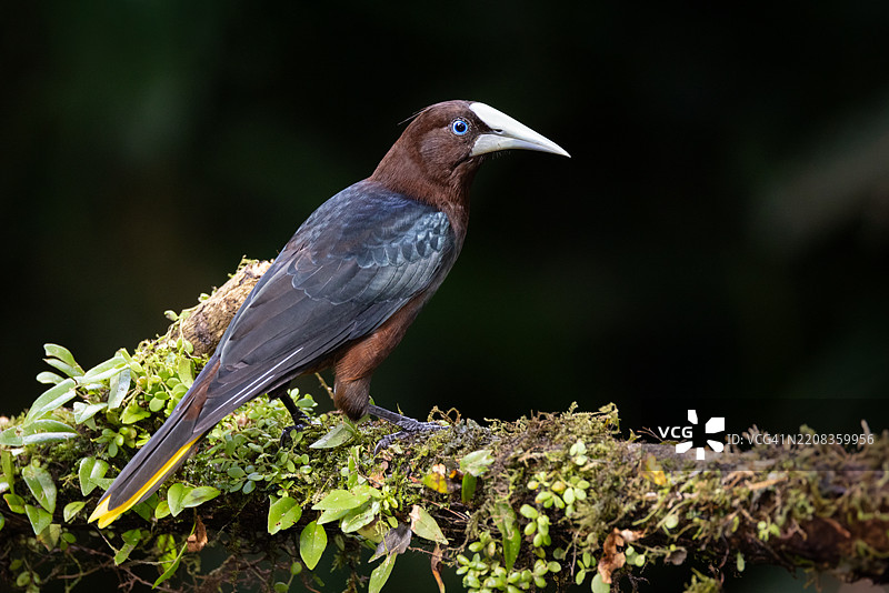 栗头黄鹂图片素材