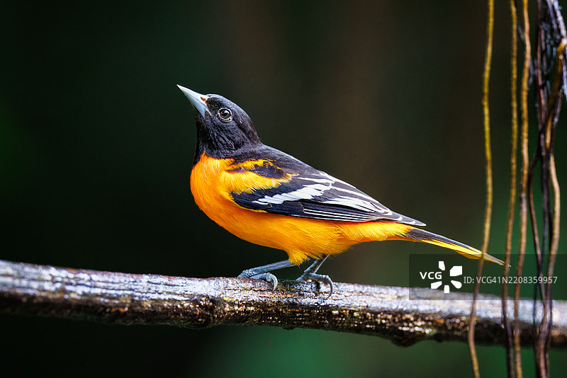 巴尔的摩黄鹂图片素材