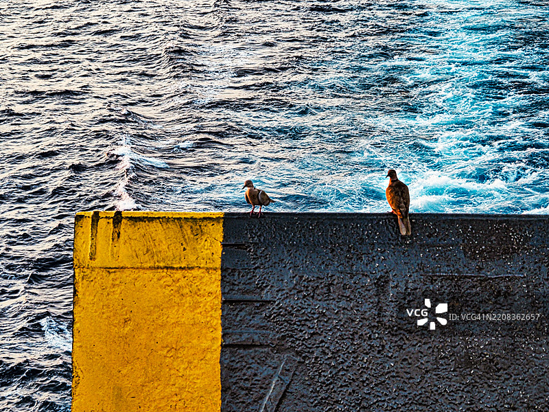 鸟儿栖息在墙上的高角度视图图片素材