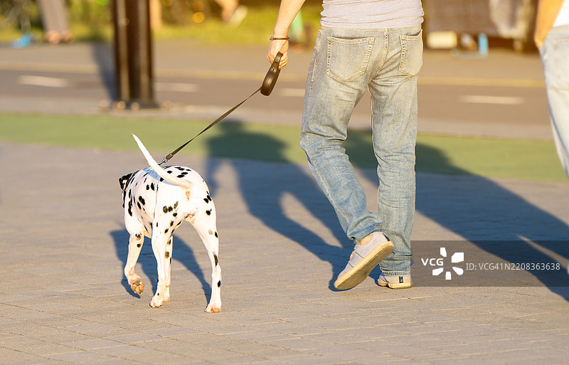 一名男子牵着狗绳，在阳光明媚的夏日里与一只达尔马提亚犬在城市公园散步，背影。图片素材