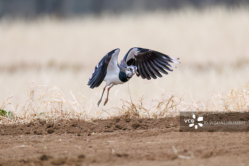 北方燕鸥(Vanellus vanellus,属于鹤鹭科)在稻田中展翅飞翔,展现出美丽的结构色。地点:神奈川县平塚市冈崎稻田 - 2025年图片素材