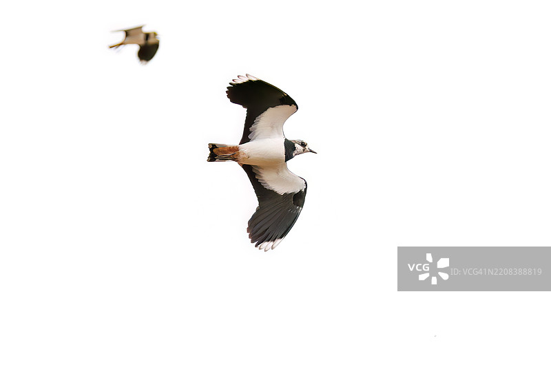 北方燕鸥(Vanellus vanellus,属于鹤鹑科)在稻田中展翅飞翔,展现出美丽的结构色。地点:神奈川县平塚市冈崎稻田 - 2025年图片素材