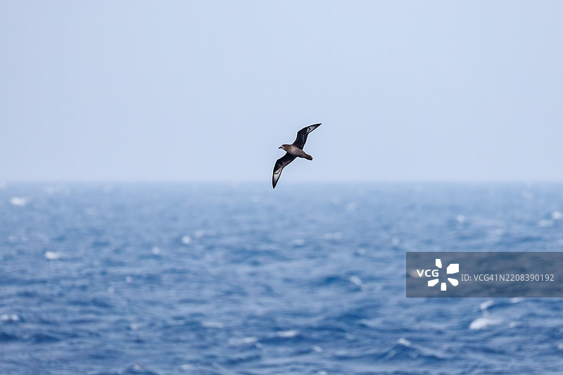 一只美丽的短尾海燕，属于鸻科，在水中飞翔。图片素材