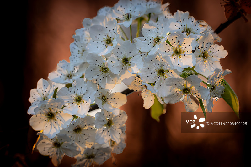 夕阳下的入侵性梨花特写图片素材