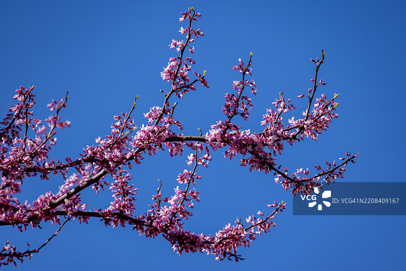 盛开的东部红花楸树与蓝天相映图片素材