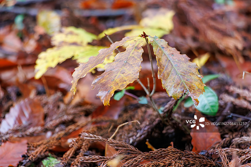 苔藓覆盖的石碑和小神社。地面上铺满了秋天的落叶。山中的小神社。图片素材