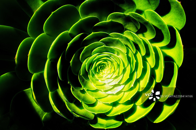 发光的多肉植物细节图片素材