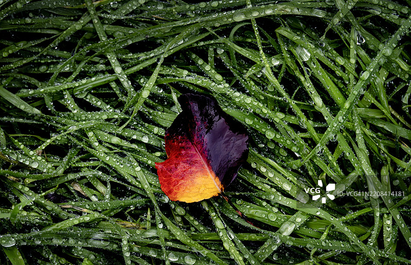 湿草上的秋叶图片素材