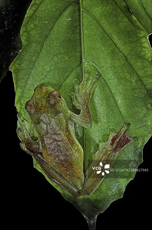 马来飞蛙 (Rhacophorus prominanus)图片素材