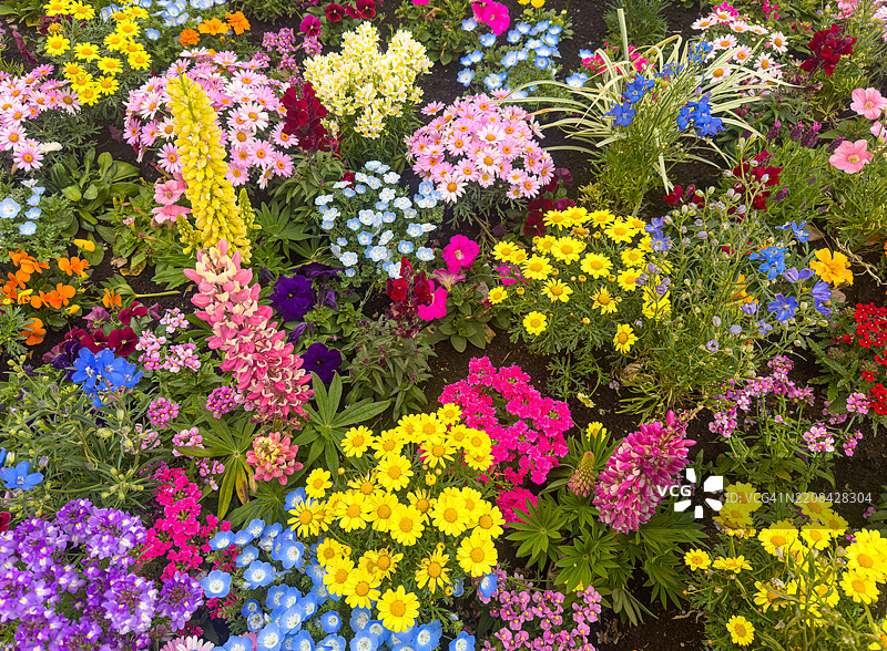 五彩缤纷的花田图片素材