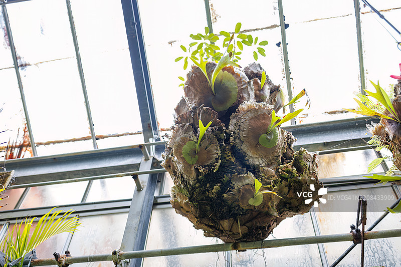 美丽的普通鹿角蕨（Platycerium）。图片素材