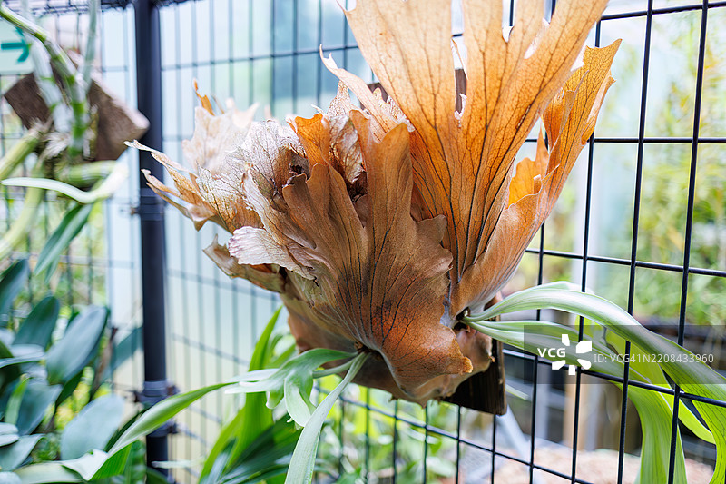 美丽的普通鹿角蕨（Platycerium）。图片素材