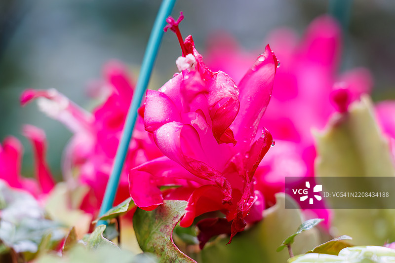 矮仙掌(Schlumbergera truncata)沙科巴仙人掌(仙人掌属,特别是沙科巴双色变种 japonica)图片素材