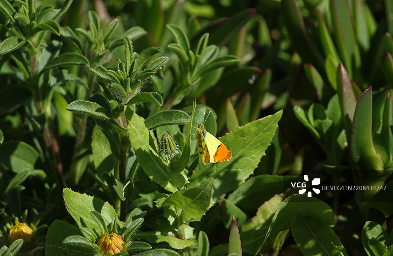 摩洛哥橙尖蝶（Anthocharis belia euphenoides）栖息在植物上。图片素材