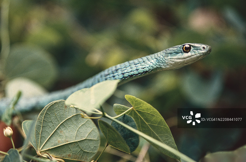 斑点灌木蛇图片素材