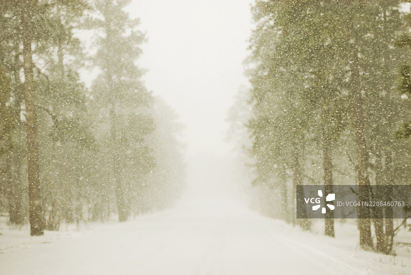 沿着被雪覆盖的树木成行的道路行驶。图片素材