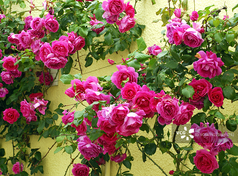 盛开的粉色玫瑰与黄色墙壁相映成趣。图片素材