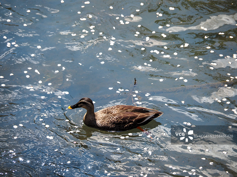 斑点鸭图片素材