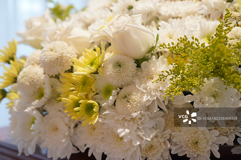 菊花（Chrysanthemum monrifolium）图片素材