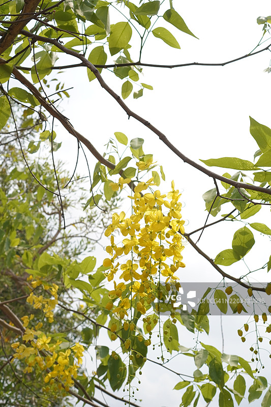 金链花，盛开的黄色花朵在花园中形成美丽的花束，背景模糊的自然景色图片素材