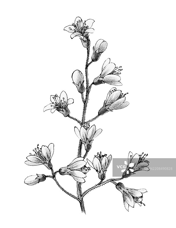 古老的彩色石版画插图，描绘了植物学中的德克斯花（Deutzia crenata），一种属于绣球花科（Hydrangeaceae）的开花灌木。图片素材