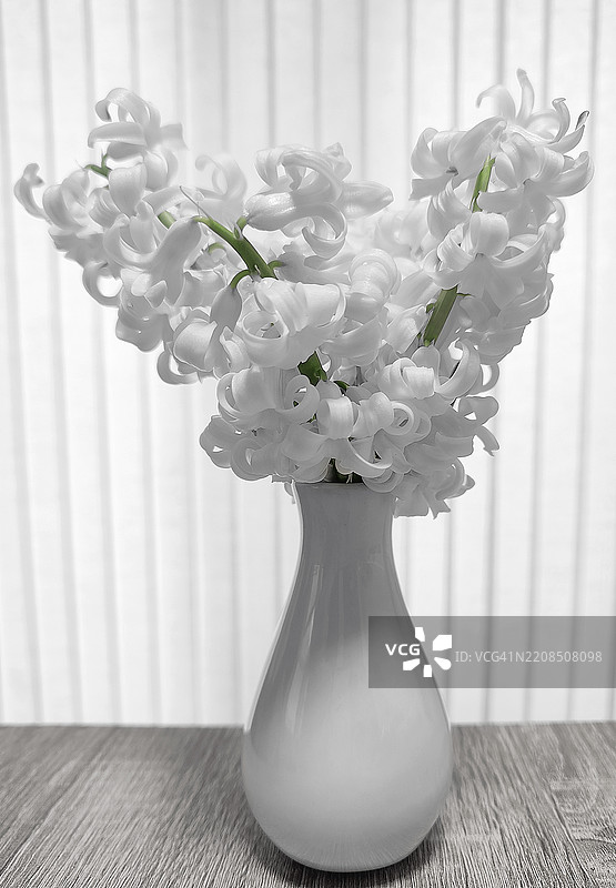 一个花盆里种着三株开花的风信子（不同颜色的花序）图片素材