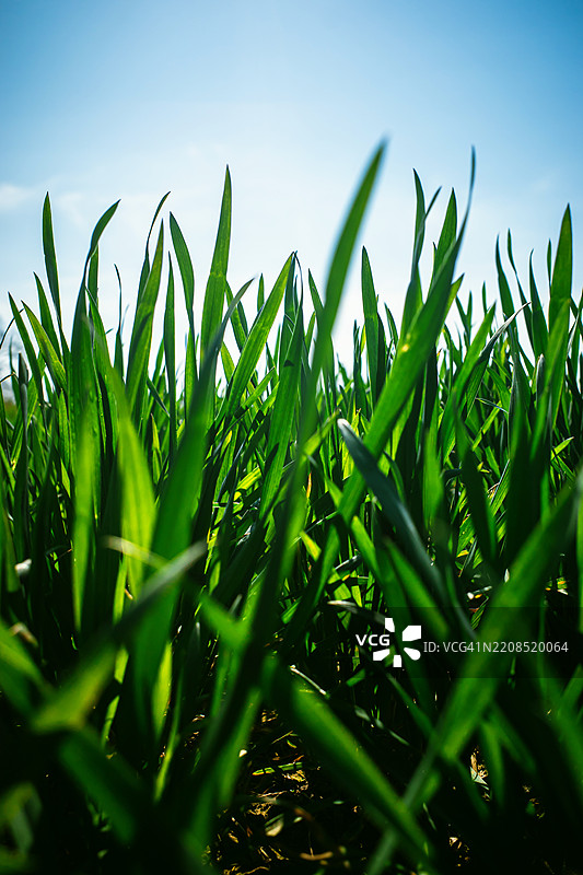绿色作物叶子图片素材