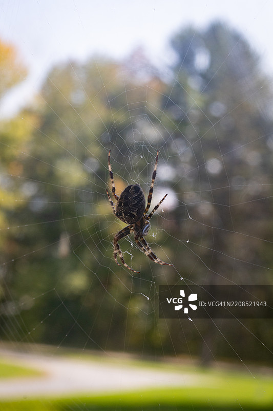 蜘蛛特写图片素材