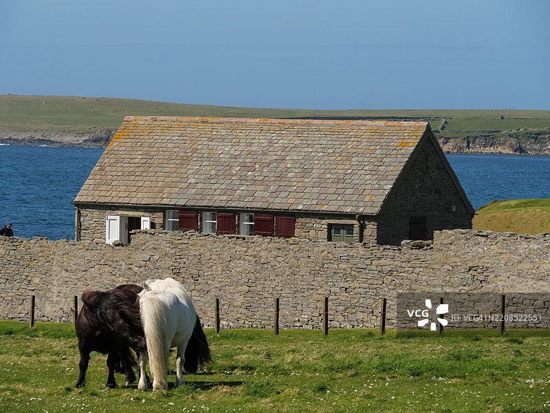 牛和野杏花，勒威克，设得兰，英国，英国图片素材