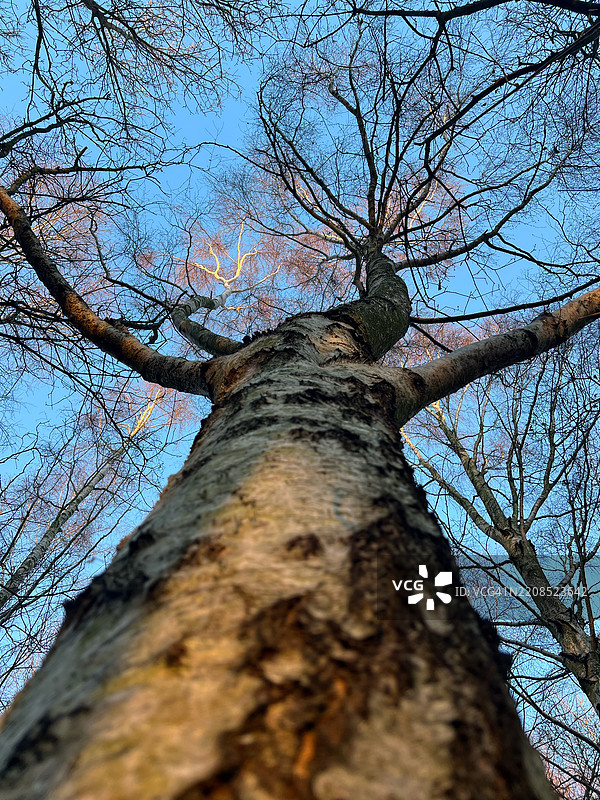 树的特写，诺桑普顿，英国图片素材