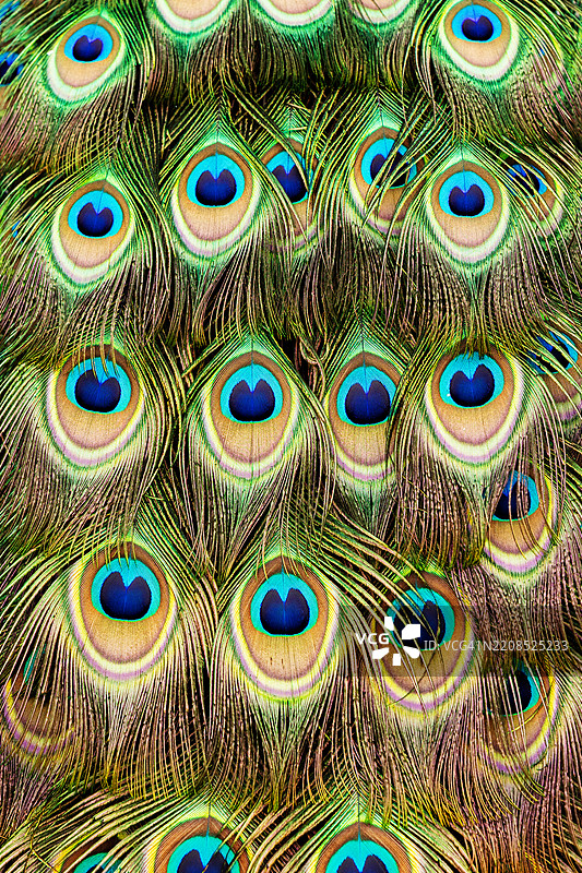 孔雀羽毛特写，带有明亮的眼睛图案和细致的纹理图片素材