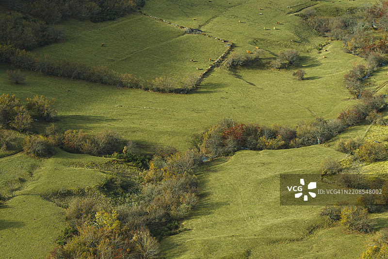 草原上牛群的鸟瞰图图片素材