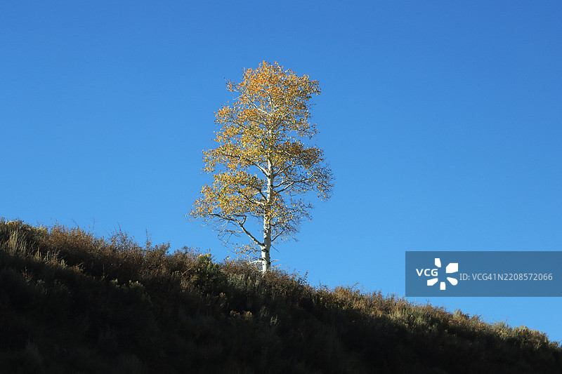 秋天的山丘上孤独的树木与湛蓝的天空相映成趣图片素材