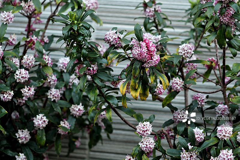 日本紫丁香：因其浓郁香气和常绿叶片而受到喜爱的灌木图片素材